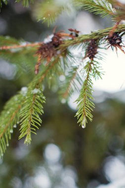 Karlı fidan ağacı. Noel zamanı