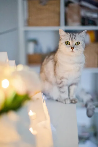Gato gris sentado cerca de decoraciones de Navidad — Foto de Stock