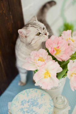 Gri kedi çiçekleri koklar. Beyaz metal vazoda pembe ve beyaz taç yapraklı lale buketi. Baharı bekliyorum.