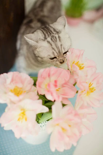 Grå katt sniffa blommor. Bukett tulpaner med rosa och vita kronblad i vit metallvas. Väntar på våren — Stockfoto