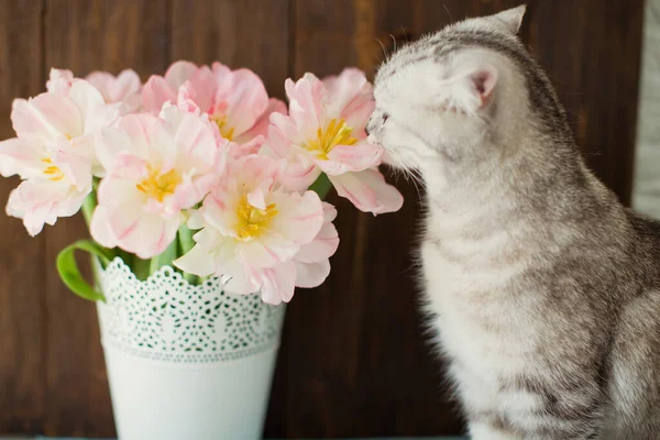 Grå katt sniffa blommor. Bukett tulpaner med rosa och vita kronblad i vit metallvas. Väntar på våren — Stockfoto
