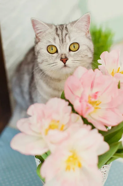 Šedá kočka očichává květiny. Kytice tulipánů s růžovými a bílými okvětními lístky v bílé kovové váze. Čeká se na jaro — Stock fotografie