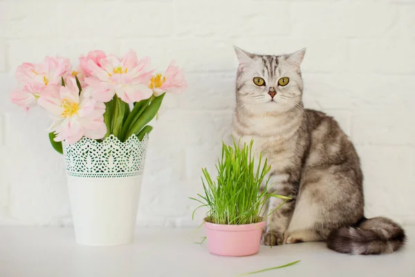 Зеленая трава в розовом цветочном горшке. Серый кот нюхает и ест траву. Букет розовых тюльпанов в белой вазе. В ожидании весны . — стоковое фото