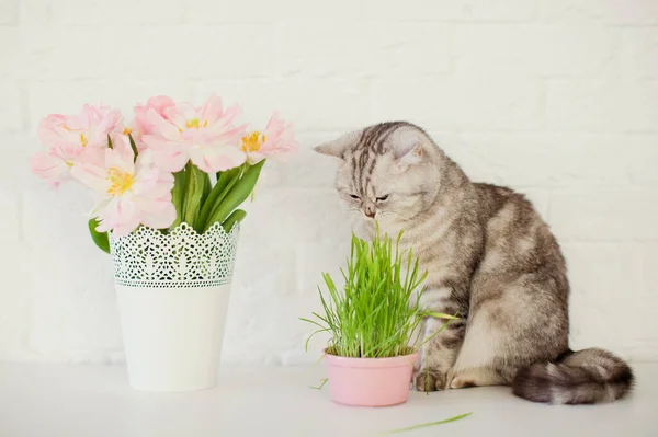 Färskt grönt gräs i rosa blomkruka. Grå katt sniffa och äta gräs. Bukett med rosa tulpaner i vit vas. Väntar på våren. — Stockfoto