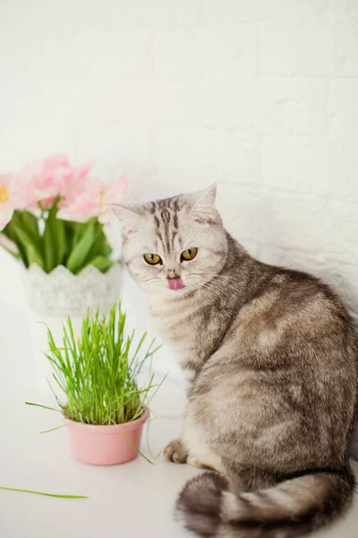 Świeża zielona trawa w różowej doniczce. Szary kot wącha i je trawę. Bukiet różowych tulipanów w białym wazonie. Czekam na wiosnę.. — Zdjęcie stockowe