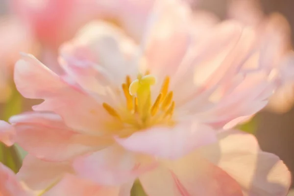 Tulipani con petali rosa e bianchi con stami gialli. Chiudi i fiori. Bouquet di tulipani alla luce del sole . — Foto Stock
