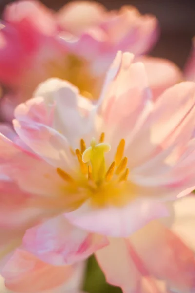 Tulpaner med rosa och vita kronblad med gula konturer. Stäng blommorna. Bukett tulpaner i solljus. — Stockfoto