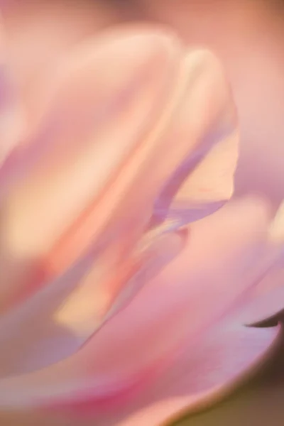 Tulpaner med rosa och vita kronblad med gula konturer. Stäng blommorna. Bukett tulpaner i solljus. — Stockfoto