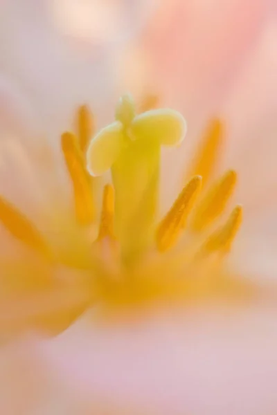 Tulipani con petali rosa e bianchi con stami gialli. Chiudi i fiori. Bouquet di tulipani alla luce del sole . — Foto Stock
