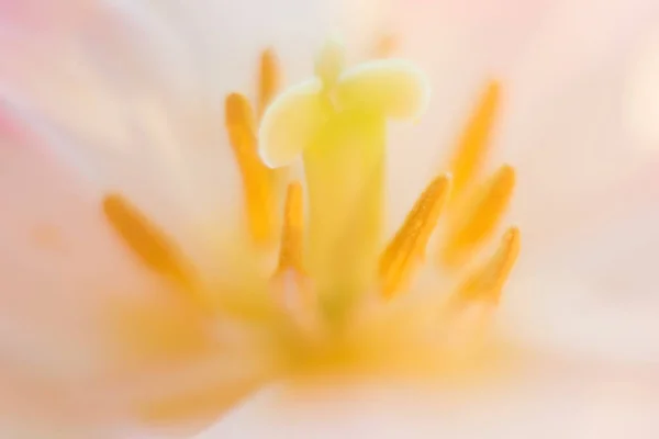 Tulipanes con pétalos rosados y blancos con estambres amarillos. Cierra las flores. Ramo de tulipanes a la luz del sol . —  Fotos de Stock