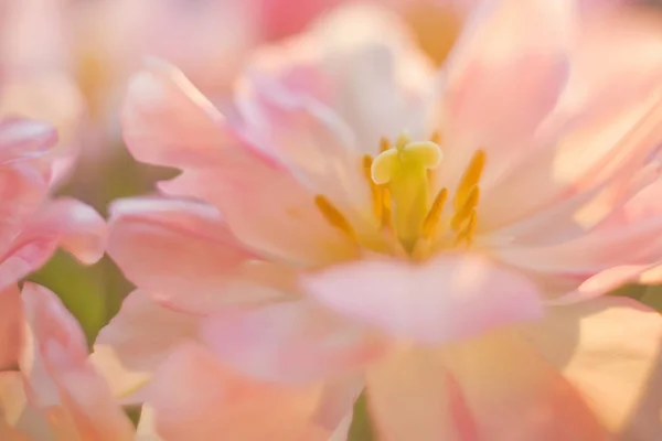 Tulipanes con pétalos rosados y blancos con estambres amarillos. Cierra las flores. Ramo de tulipanes a la luz del sol . —  Fotos de Stock