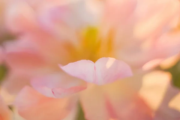 Tulpaner med rosa och vita kronblad med gula konturer. Stäng blommorna. Bukett tulpaner i solljus. — Stockfoto