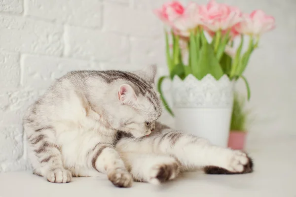 Grijze kat bij bloemen. Boeket tulpen met roze en witte bloemblaadjes in witte metalen vaas. Wachten op de lente — Stockfoto