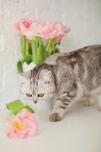 Серый кот возле цветов. Букет тюльпанов с розовыми и белыми лепестками в белой металлической вазе. В ожидании весны — стоковое фото