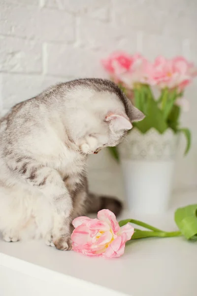 Grijze kat bij bloemen. Boeket tulpen met roze en witte bloemblaadjes in witte metalen vaas. Wachten op de lente — Stockfoto