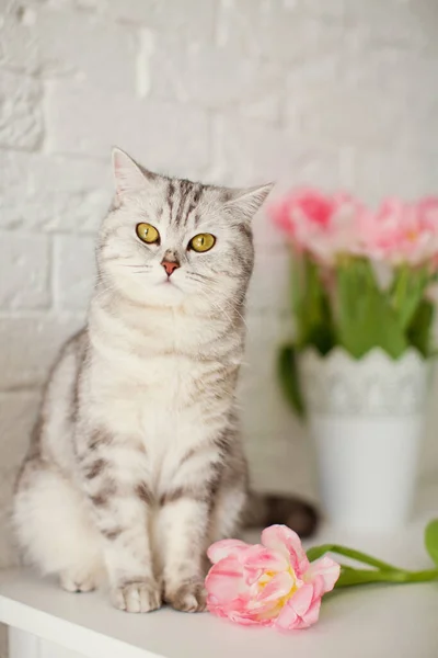 Grå katt nära blommor. Bukett tulpaner med rosa och vita kronblad i vit metallvas. Väntar på våren — Stockfoto