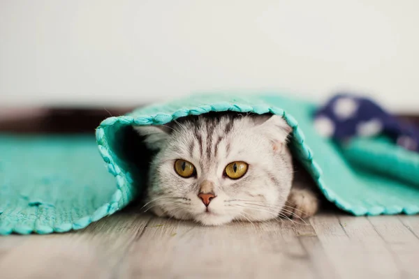 Leuke grijze kat met gele ogen gluurt uit van groene mat bij wit bed. — Stockfoto