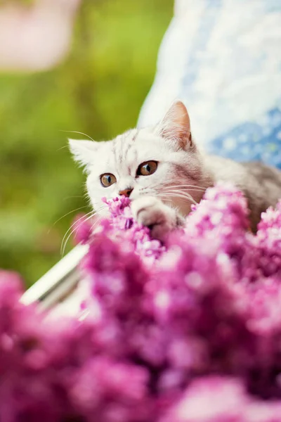 Söt kattunge och syren — Stockfoto