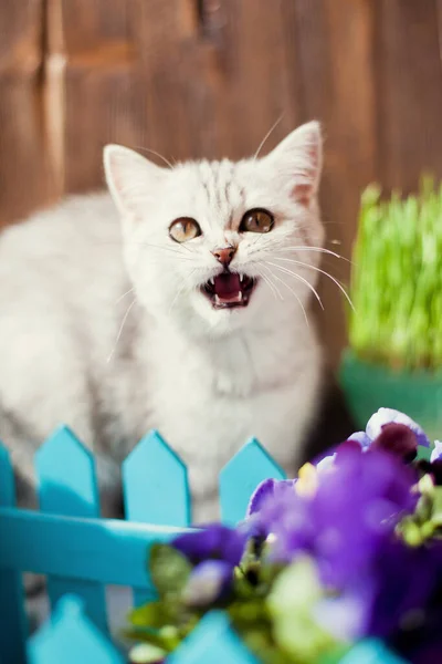 Gatinho — Fotografia de Stock