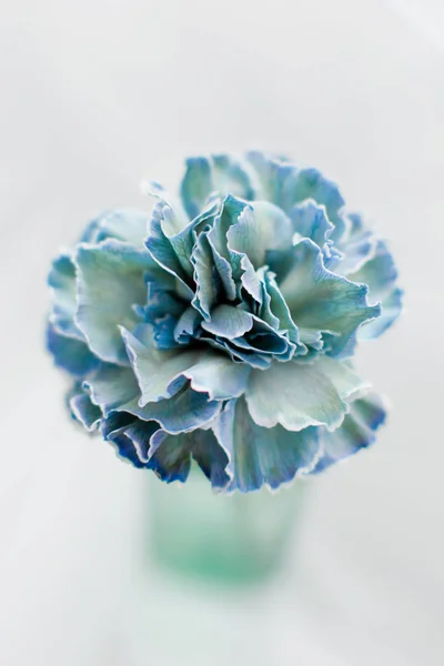 Close up of blue carnation flower