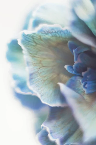 Close up of blue carnation flower — Stock Photo, Image