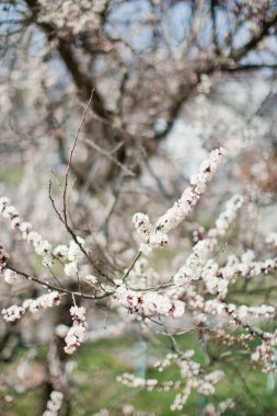 Blossom tree with white flowers. Apricot blossom tree. Spring