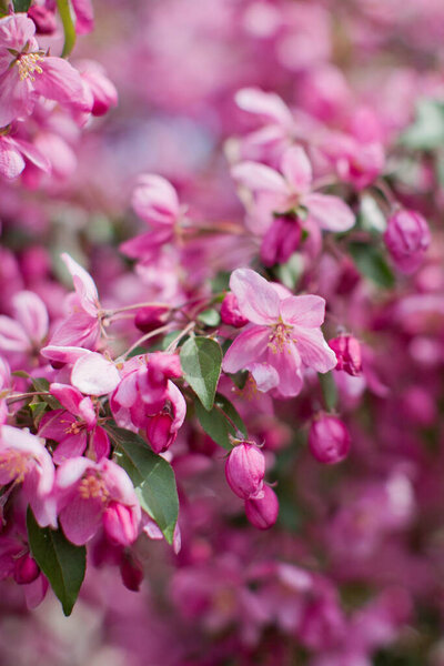 Blossom tree with pink flowers. Sakura blossom tree.