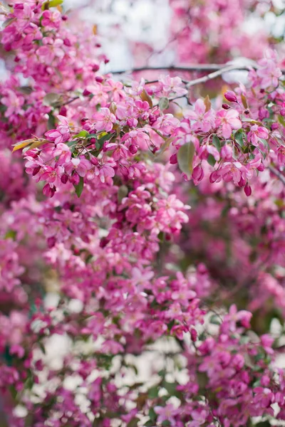 Kwitnące drzewo z różowymi kwiatami. Drzewo kwitnące Sakura. — Zdjęcie stockowe