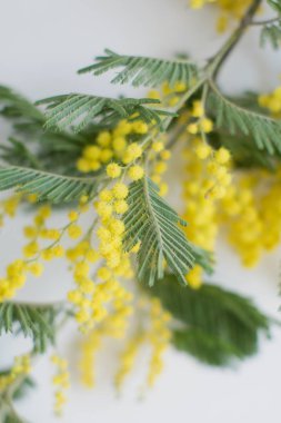 Sarı mimoza ağacı dalı. Bahar çiçeği ağacı..