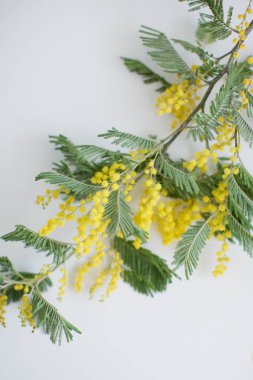 Sarı mimoza ağacı dalı. Bahar çiçeği ağacı..