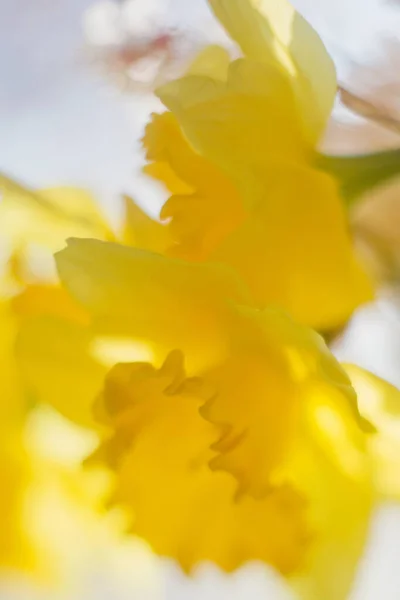 Jasná kytice žlutých narcisů a větve meruňkového stromu ve žluté váze. — Stock fotografie