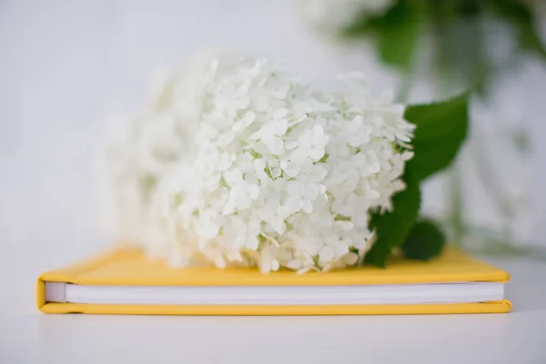 Hortênsia Flor Branca Deitado Livro Amarelo Presente Fundo Branco — Fotografia de Stock