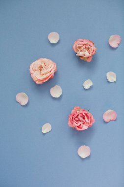 Mavi arka planda pembe güller ve taç yaprakları. Üst görünüm