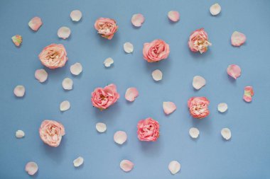 Mavi arka planda pembe güllerin ve taç yapraklarının deseni. Üst görünüm