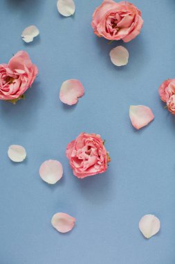 Mavi arka planda pembe güller ve taç yaprakları. Üst görünüm