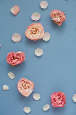 Mavi arka planda pembe güller ve taç yaprakları. Üst görünüm