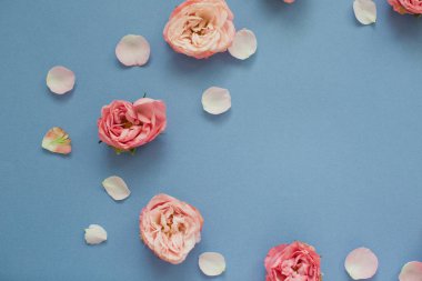 Mavi arka planda pembe güller ve taç yaprakları. Üst görünüm