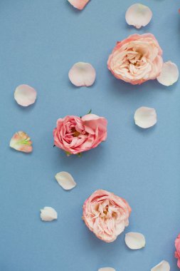 Mavi arka planda pembe güller ve taç yaprakları. Üst görünüm