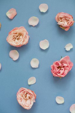 Mavi arka planda pembe güller ve taç yaprakları. Üst görünüm
