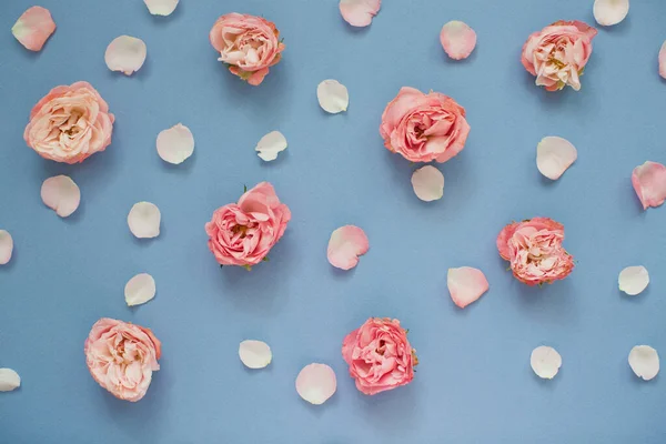 Pattern of pink roses and petals on a blue background. Top view