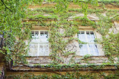 Eski bir şehirde sarmaşıklı güzel bir ortaçağ penceresi