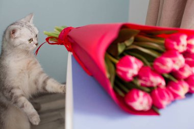 Gri kedi ve masada parlak kırmızı laleler.