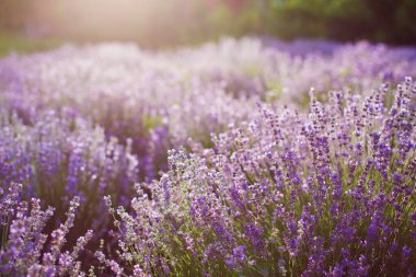 Mor lavanta tarlası. Gün batımında açan lavanta