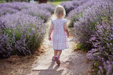 Küçük kız lavanta tarlasında koşuyor. Mor çiçekli lavanta.
