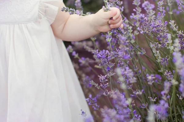 Niña Campo Lavanda Chica Sostiene Rama Lavanda — Foto de Stock