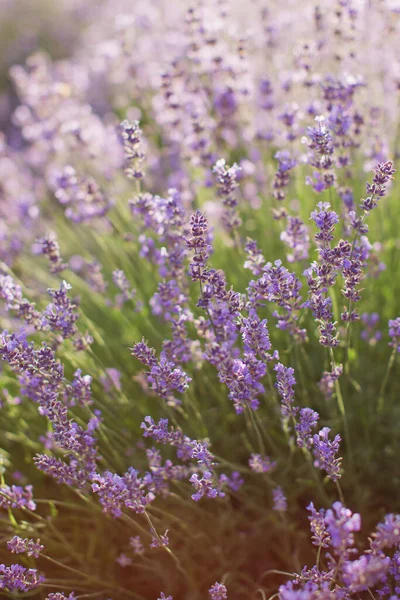 Field Purple Lavender Blossom Lavender Sunset Lights — Stock Photo, Image