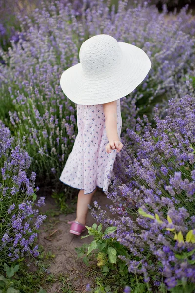 Маленькая Девочка Шляпе Лавандовом Поле Пурпурный Цветок Лаванды — стоковое фото