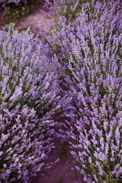 Champ Lavande Violette Lavande Fleurie Aux Lumières Coucher Soleil — Photo