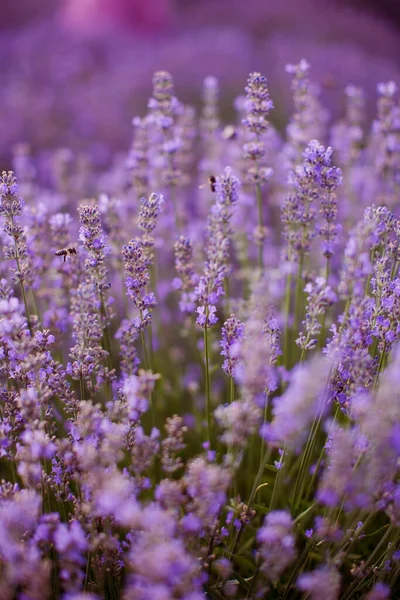 Champ Lavande Violette Lavande Fleurie Aux Lumières Coucher Soleil — Photo