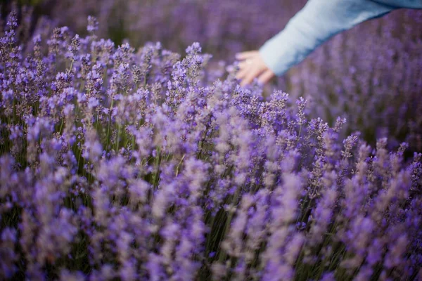 Femme Robe Bleue Champ Lavande Femme Touche Fleurs Lavande — Photo